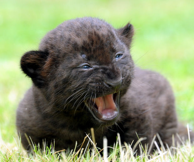Animal photos of the week